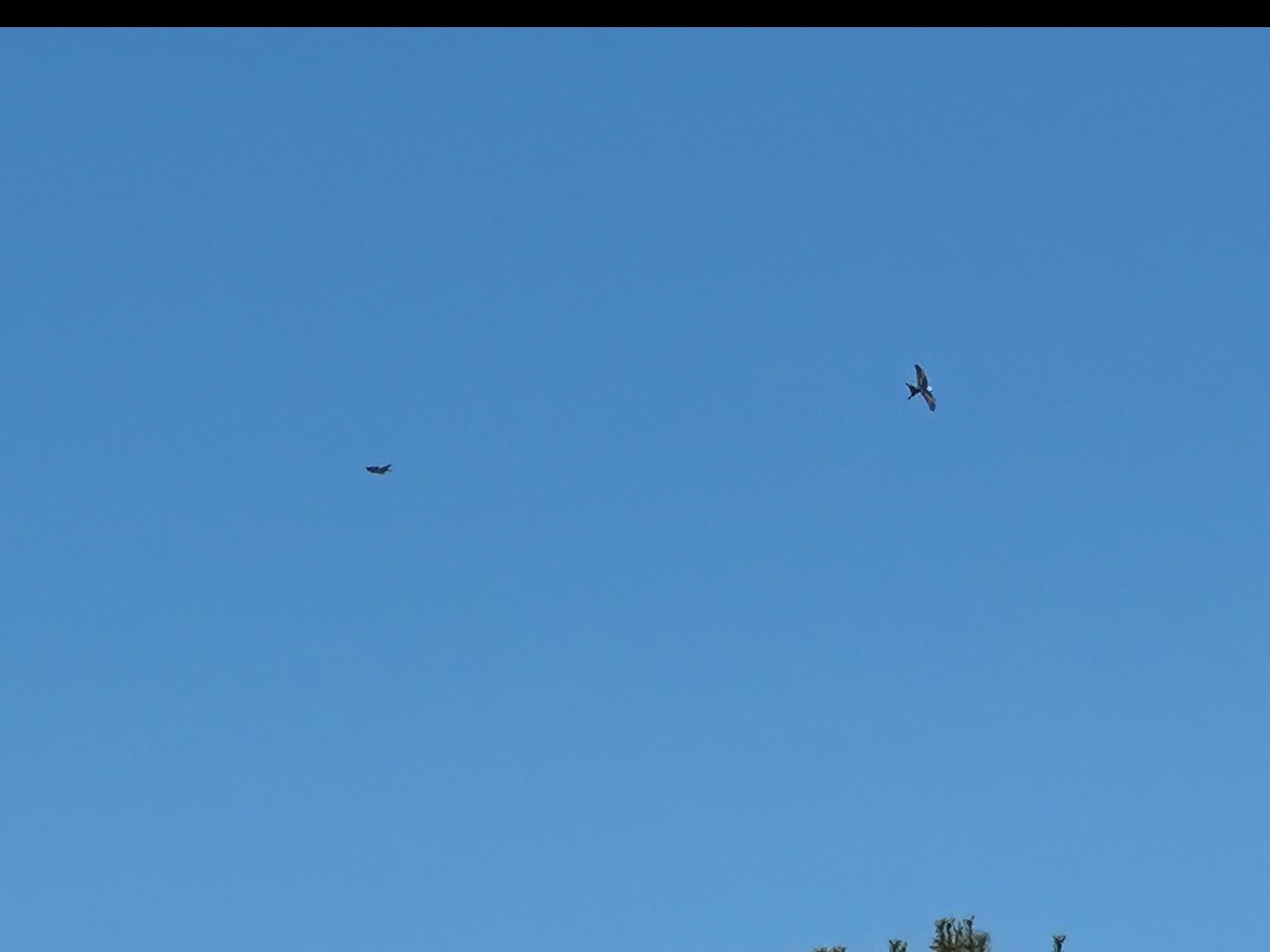Swallow-tailed Kite - ML617935508