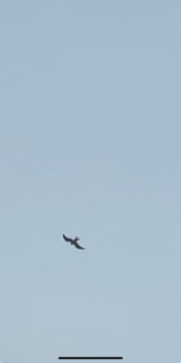 Swallow-tailed Kite - Teddy Miller