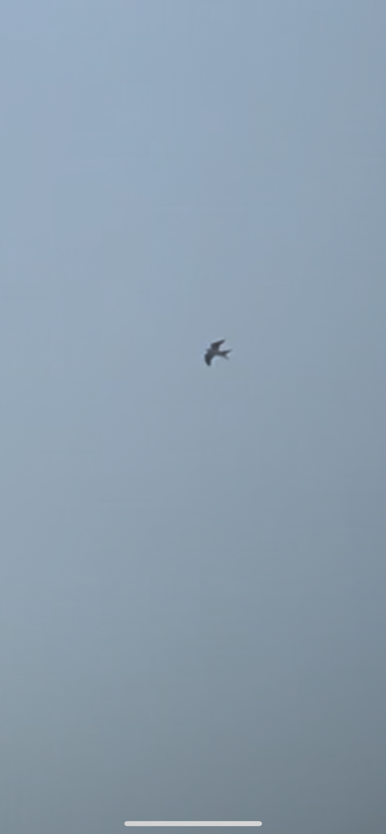 Swallow-tailed Kite - Teddy Miller