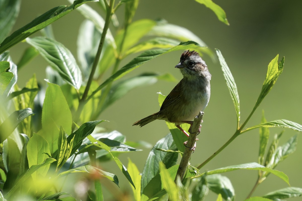 Swamp Sparrow - ML617935514