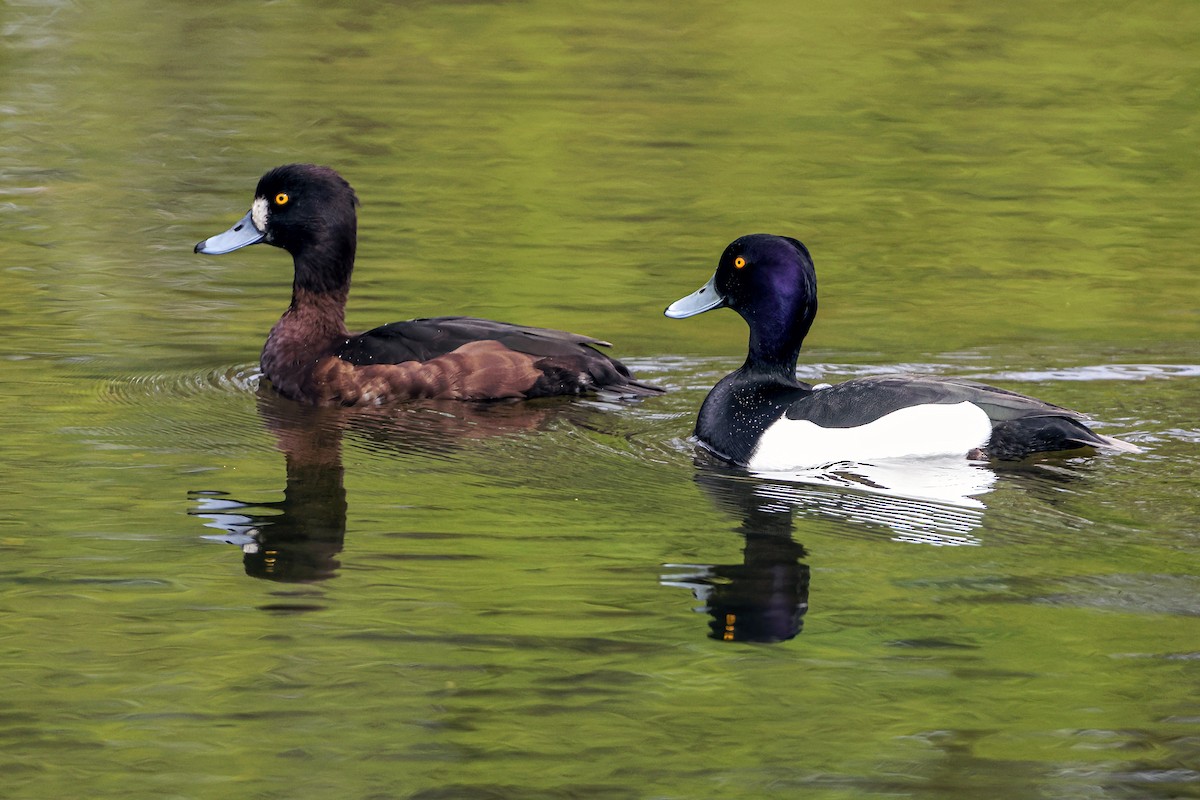 Tufted Duck - ML617935517