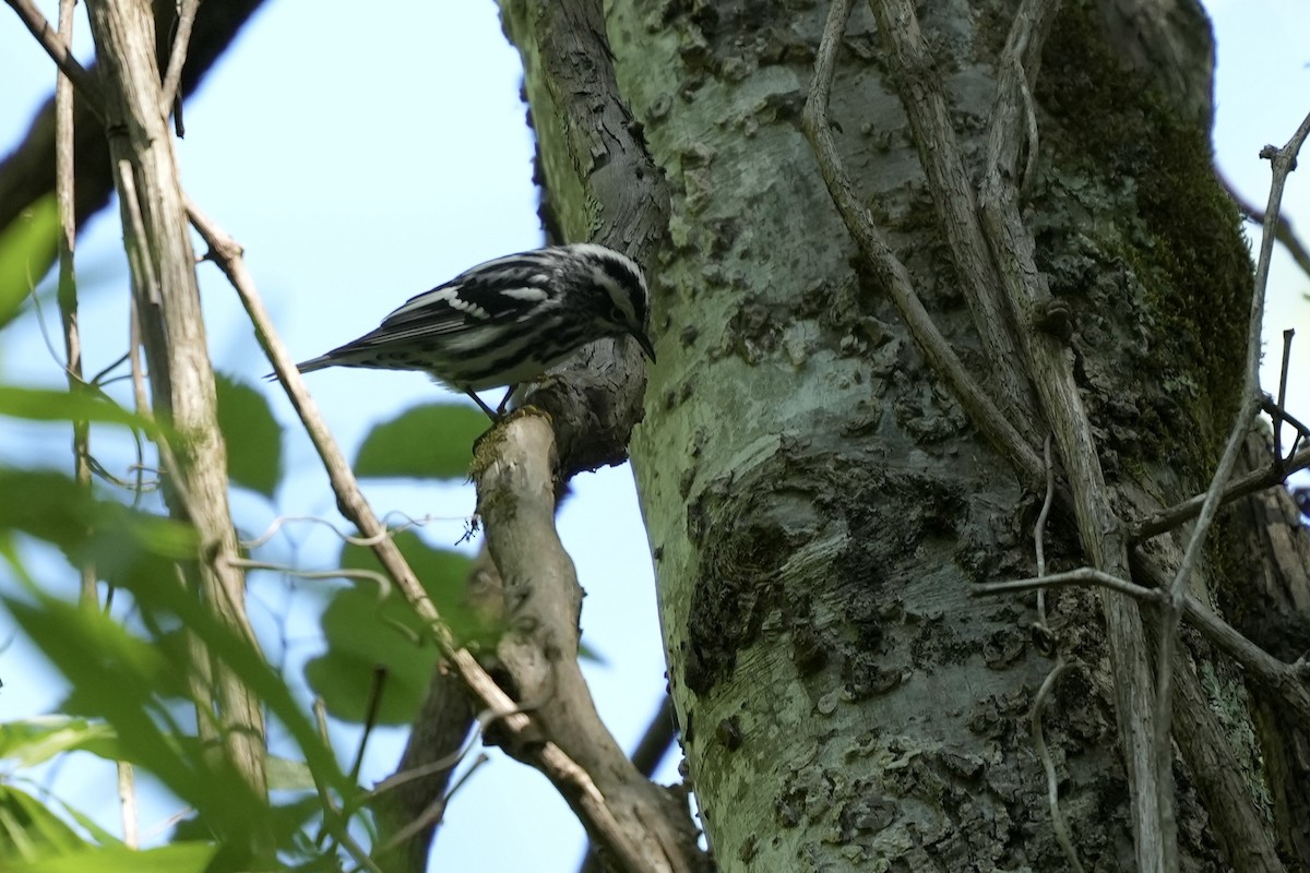 Black-and-white Warbler - ML617935525