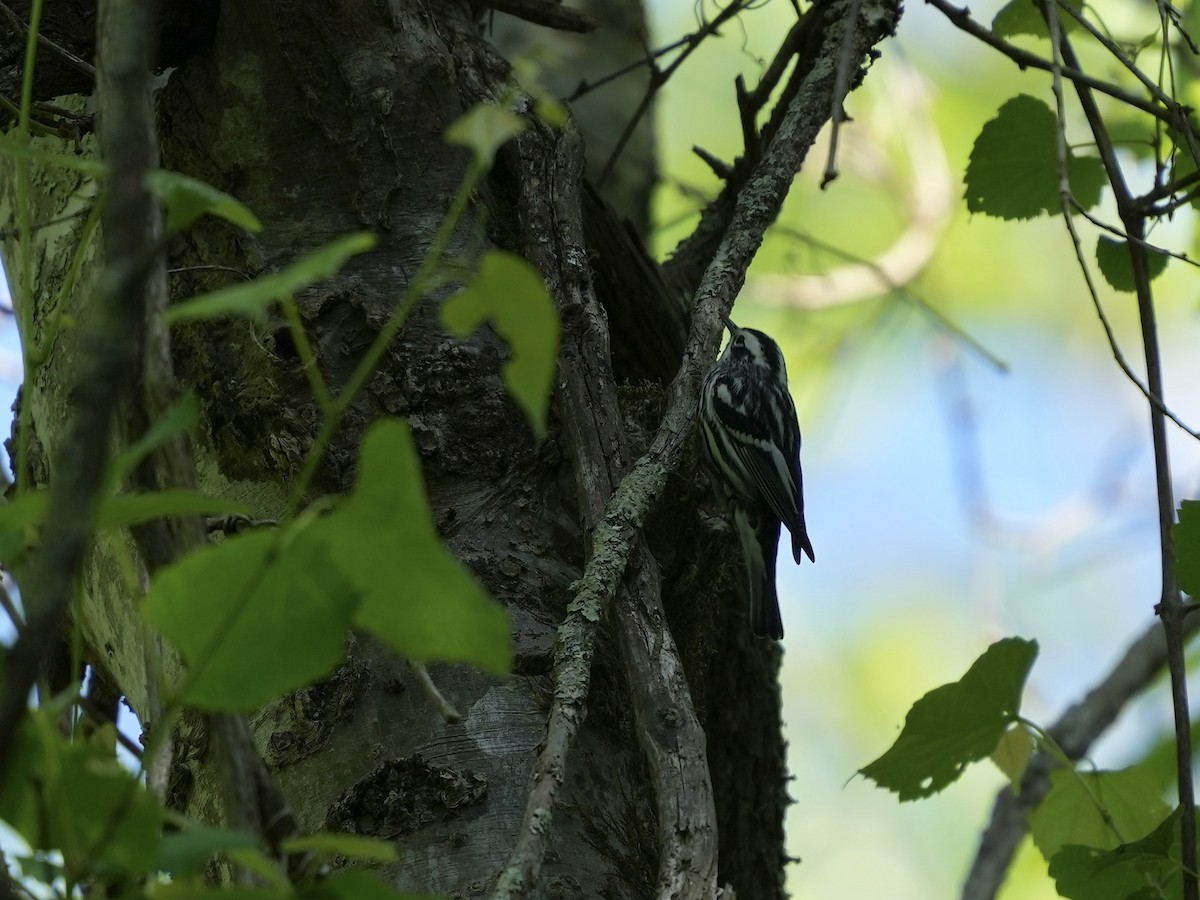 Black-and-white Warbler - ML617935526