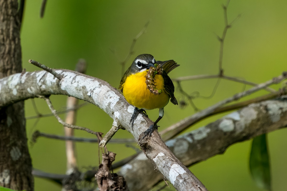 Yellow-breasted Chat - ML617935536
