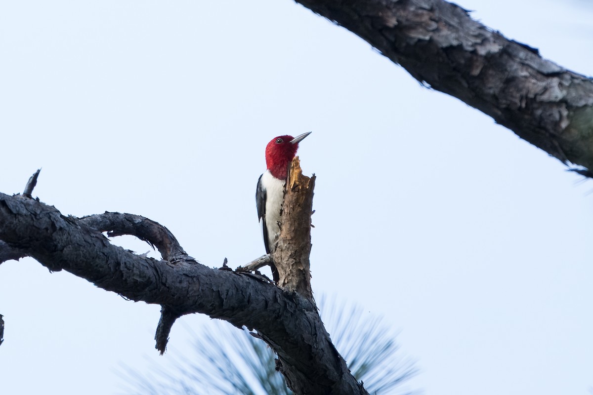 Red-headed Woodpecker - Eric Stone