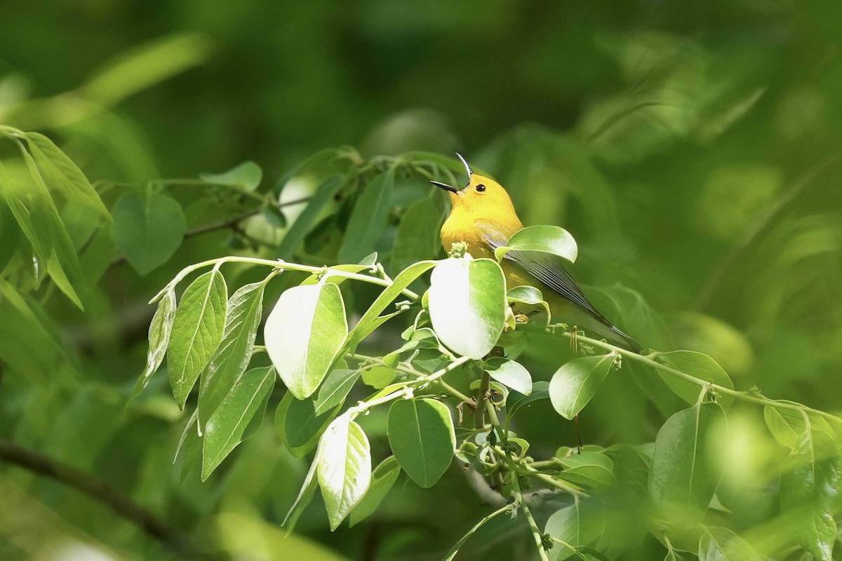 Prothonotary Warbler - ML617935547