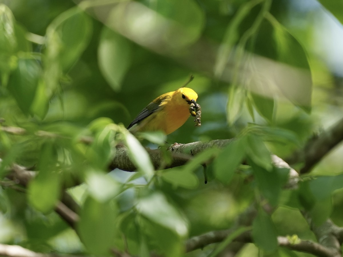 Prothonotary Warbler - ML617935548