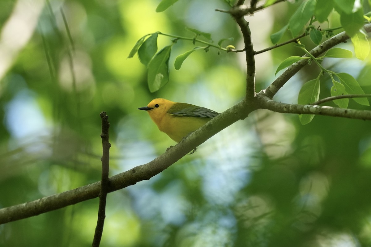 Prothonotary Warbler - ML617935549