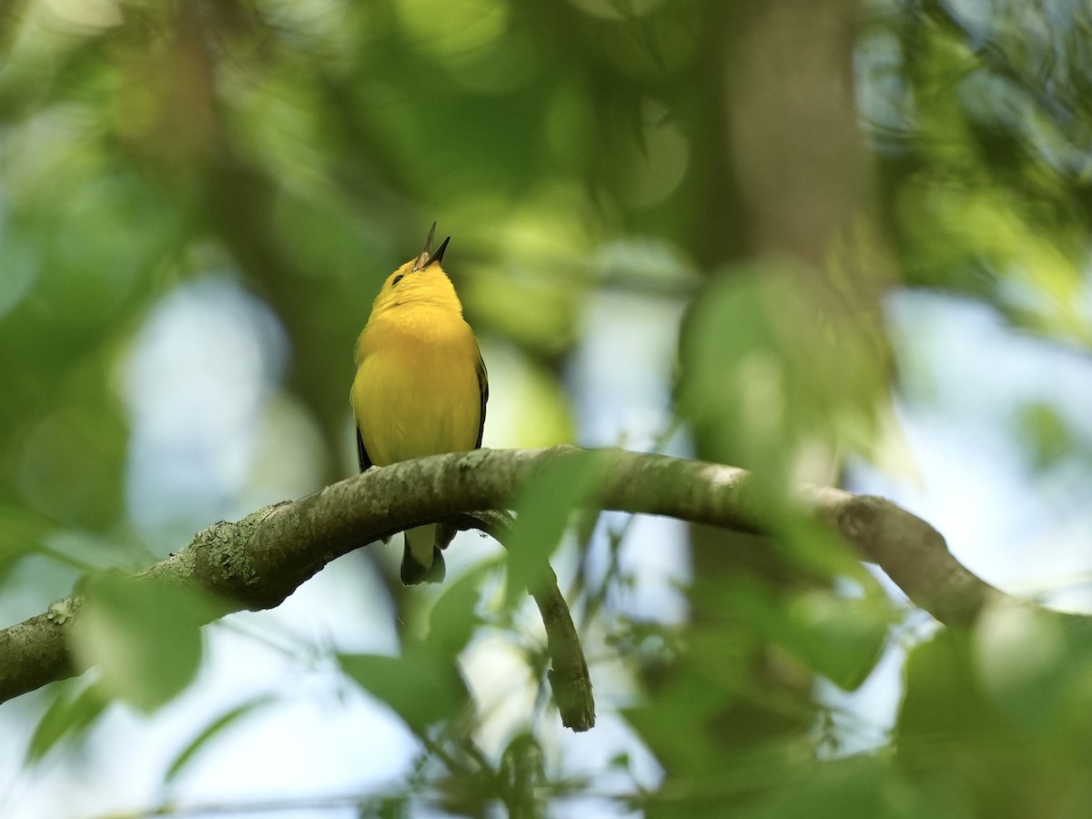 Prothonotary Warbler - ML617935550