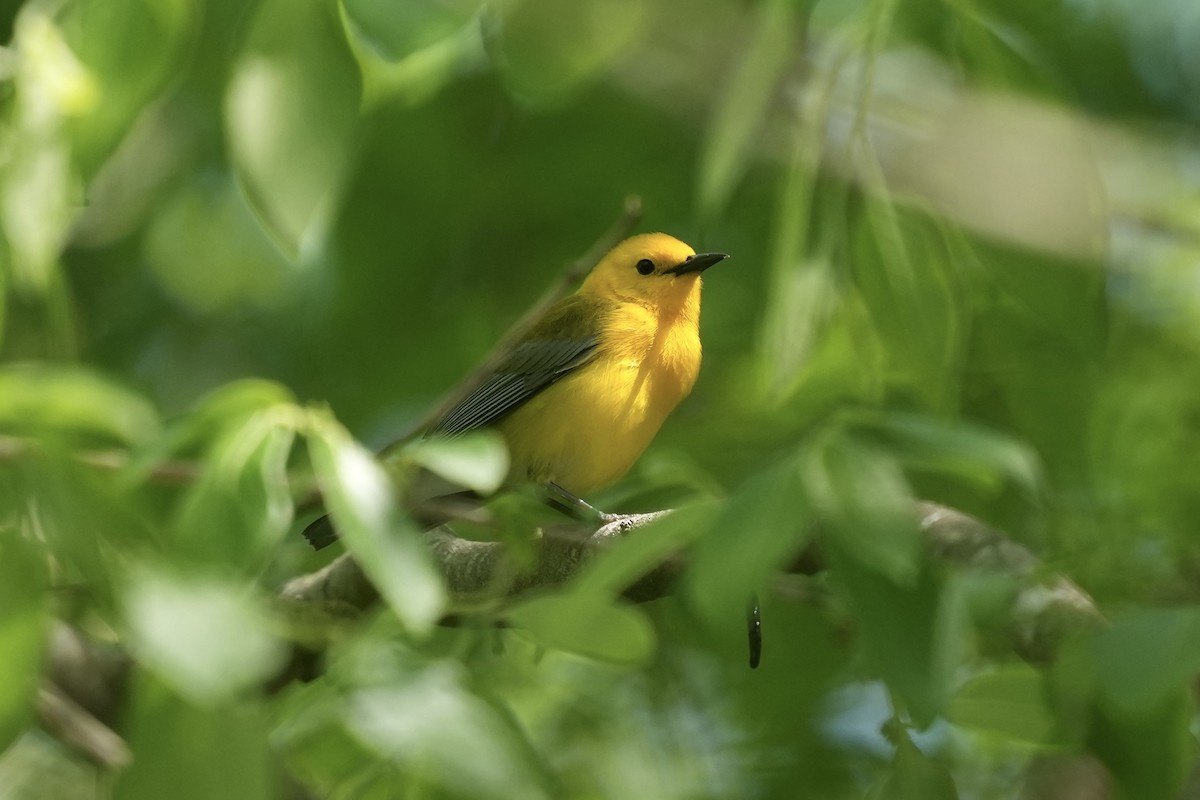 Prothonotary Warbler - ML617935551