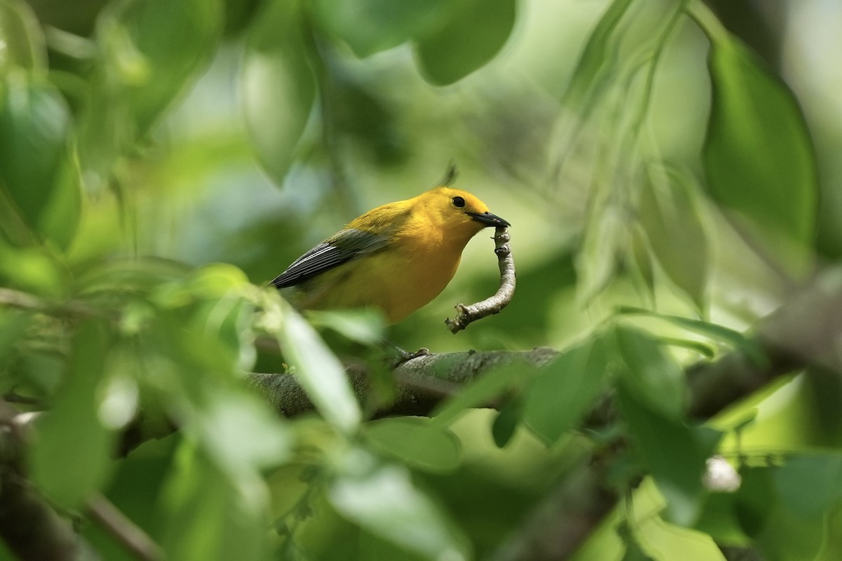 Prothonotary Warbler - ML617935552