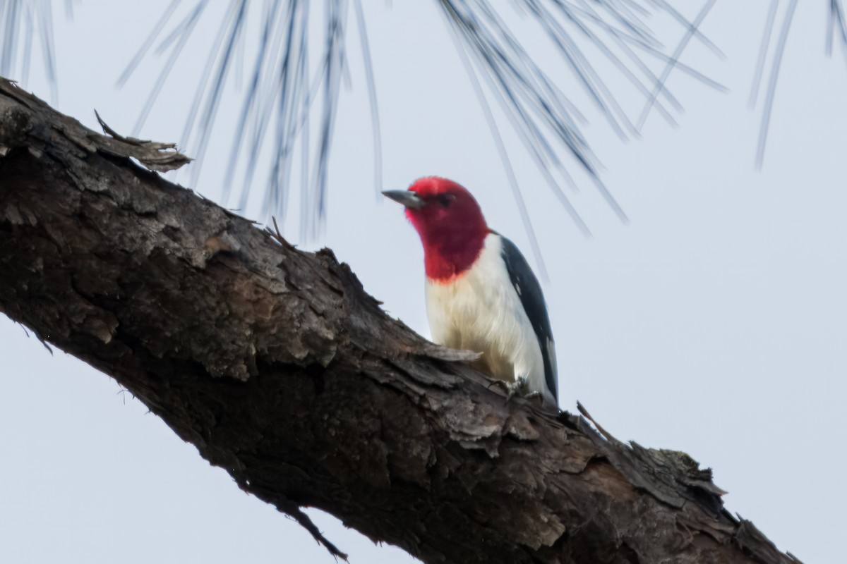 Red-headed Woodpecker - ML617935556