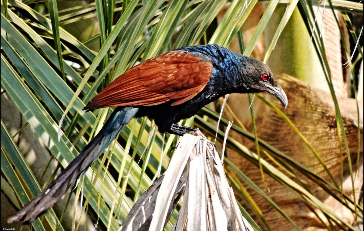 Greater Coucal - ML617935574