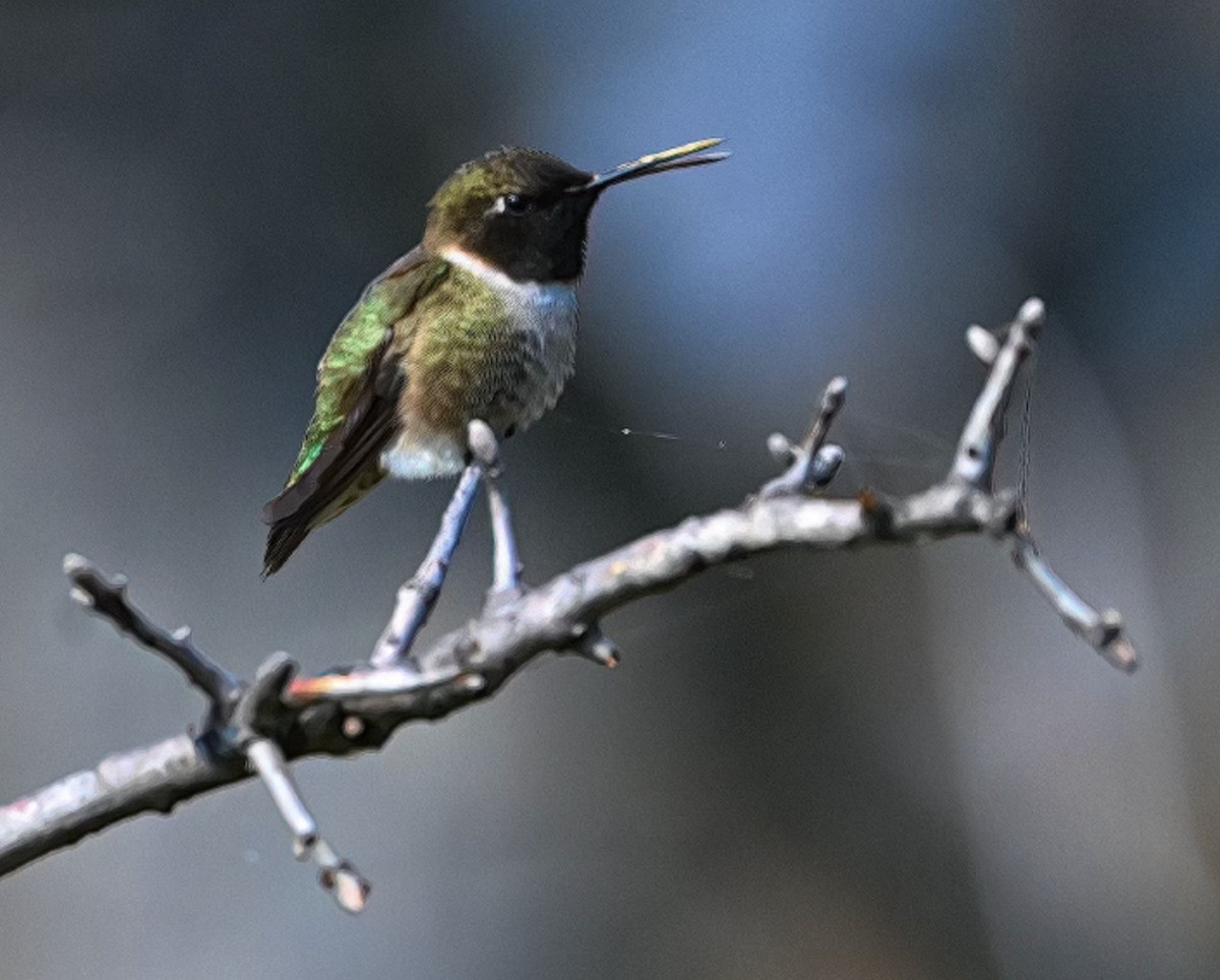Black-chinned Hummingbird - ML617935597