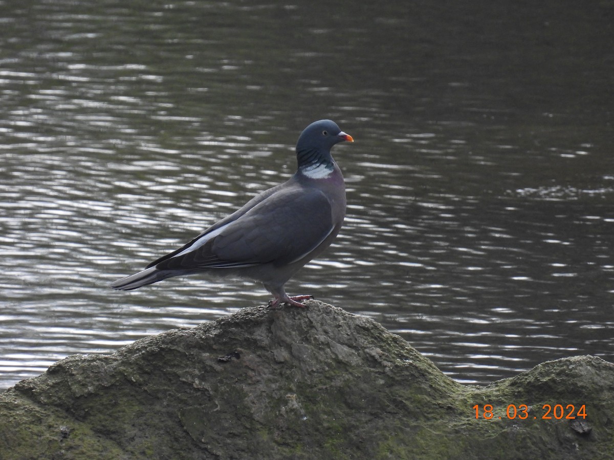 Common Wood-Pigeon - ML617935612