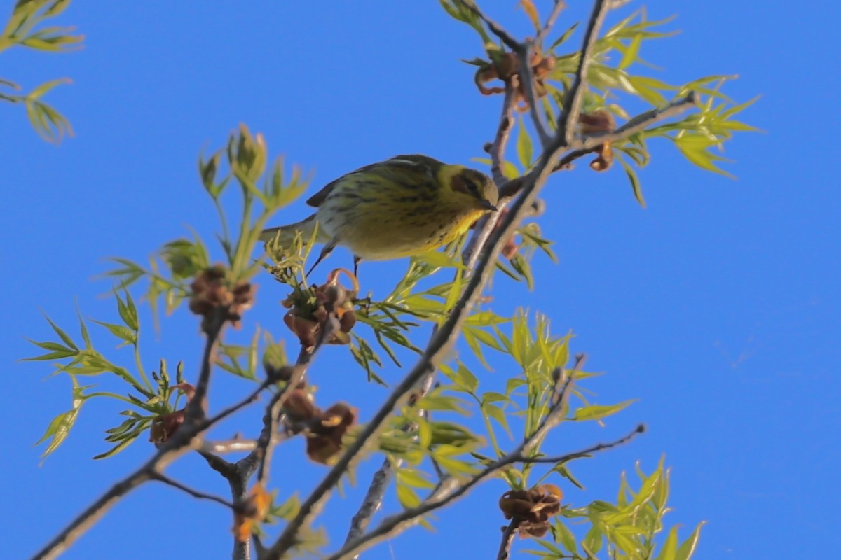 Cape May Warbler - ML617935615