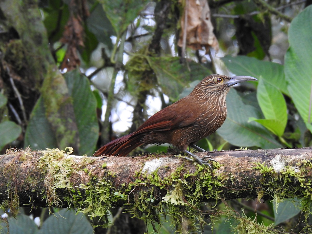 Strong-billed Woodcreeper - ML617935618
