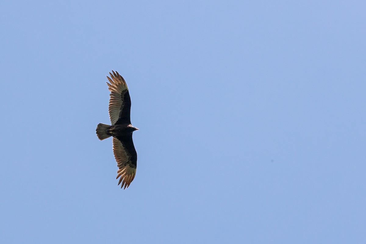 Turkey Vulture - ML617935636