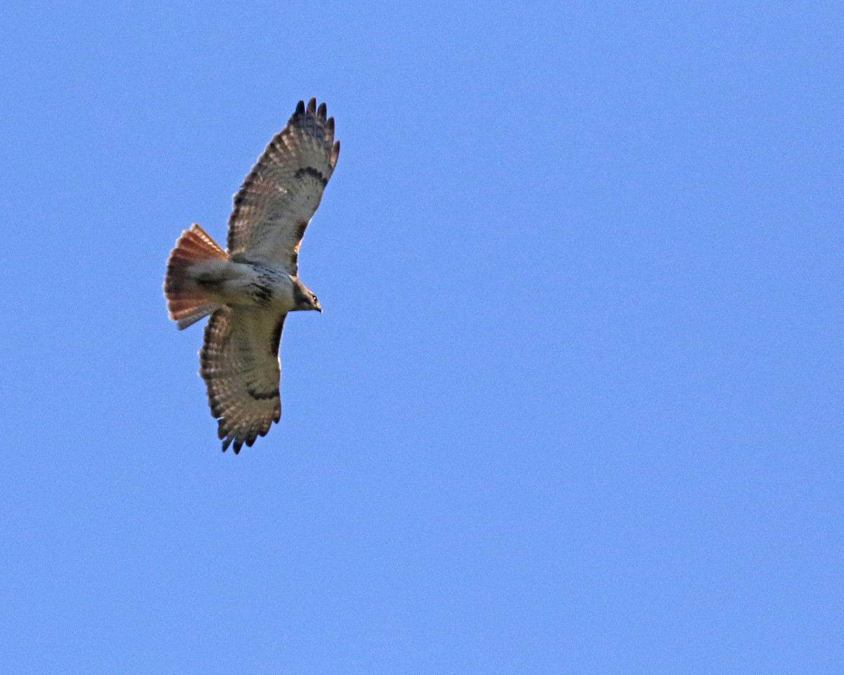 Red-tailed Hawk - ML617935640