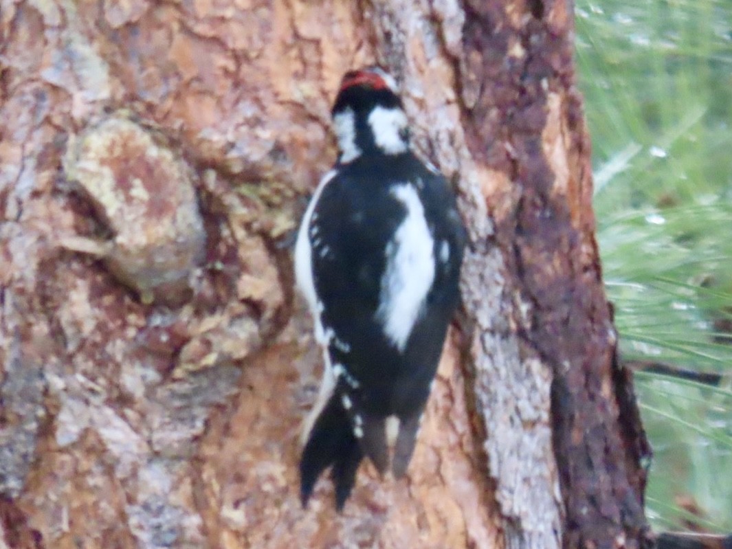 Hairy Woodpecker - ML617935664