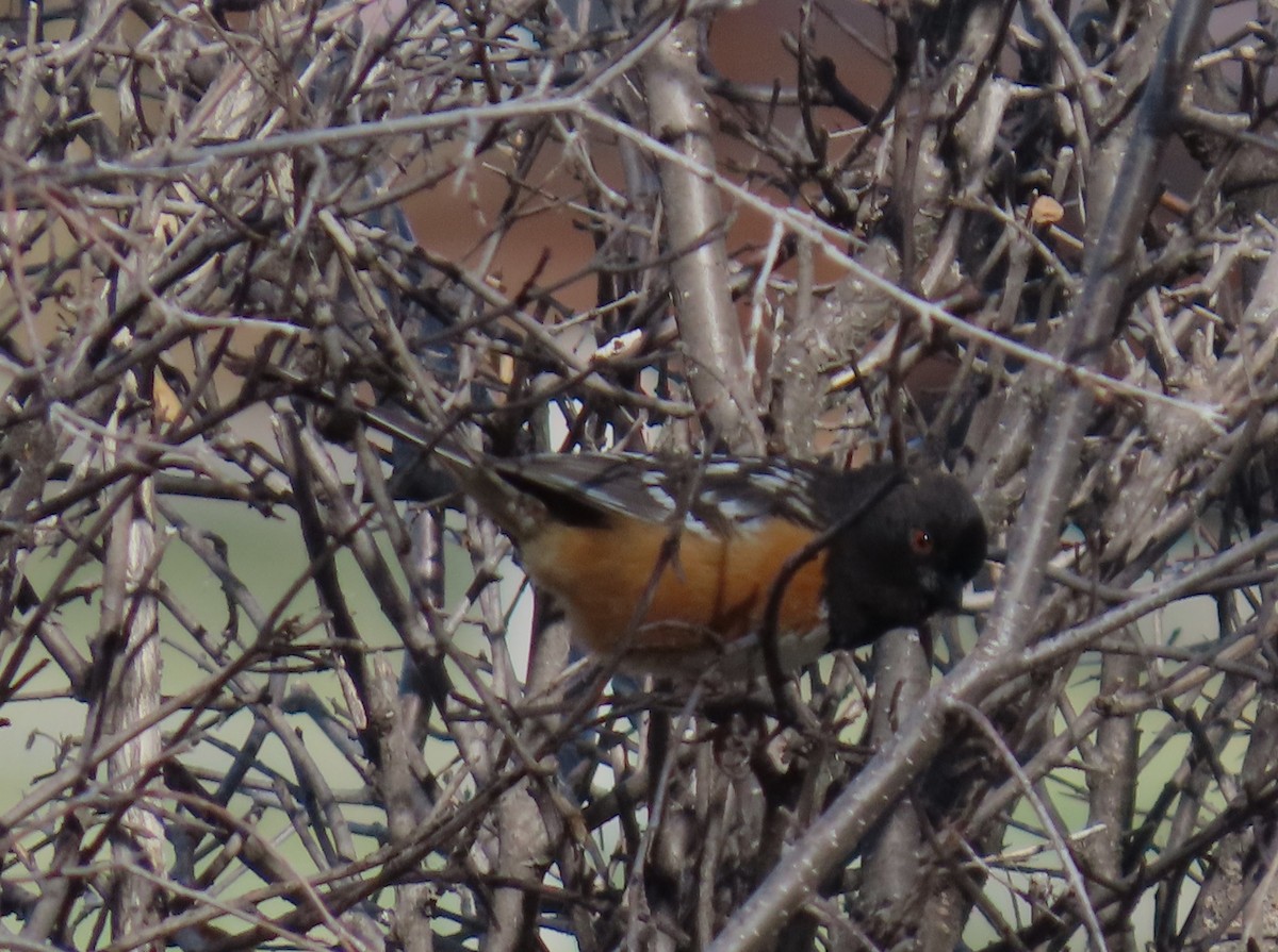 Spotted Towhee - ML617935668