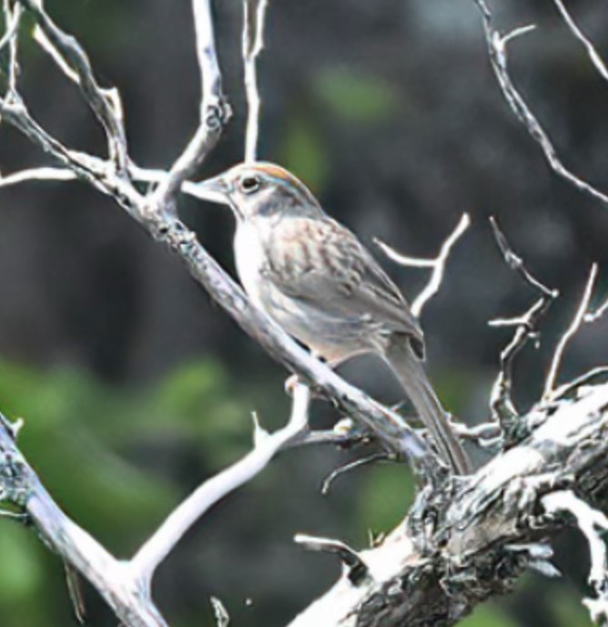 Rufous-crowned Sparrow - ML617935707