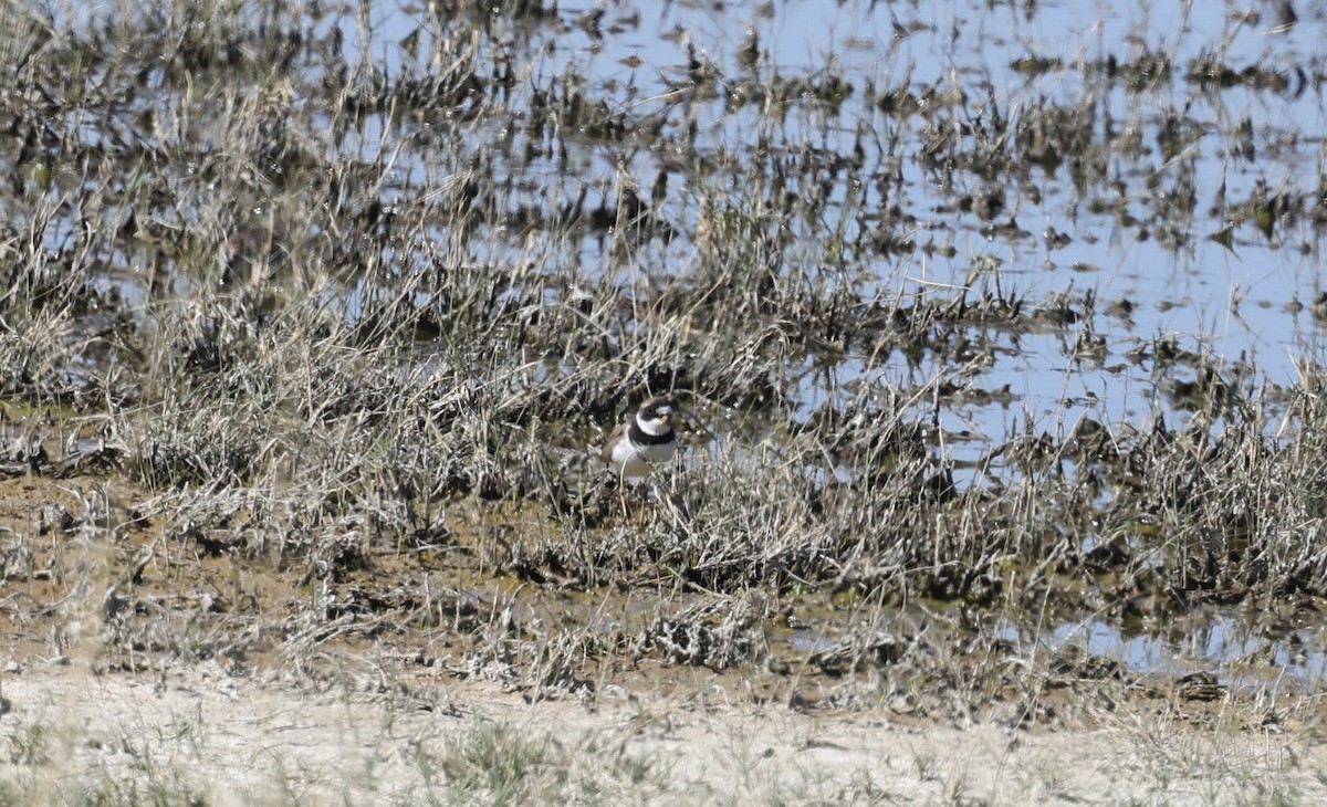 Semipalmated Plover - ML617935716