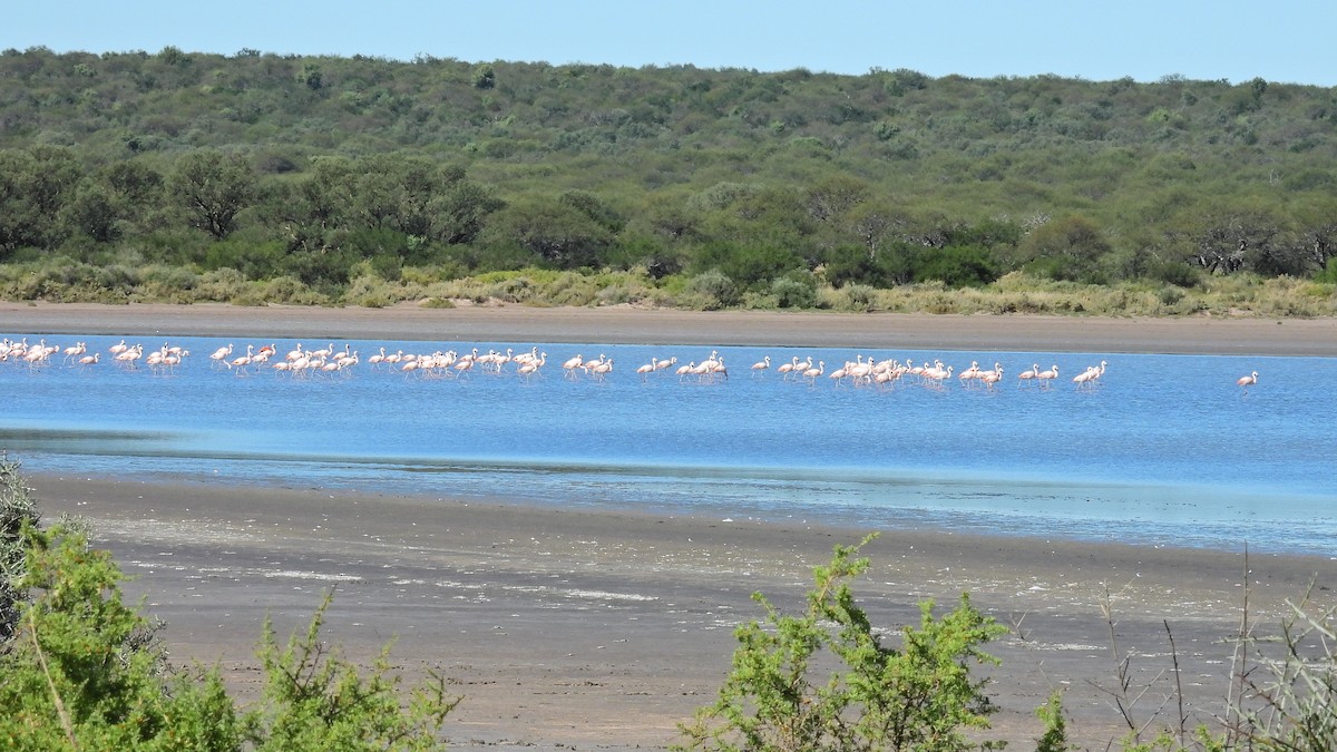 Chilean Flamingo - ML617935753