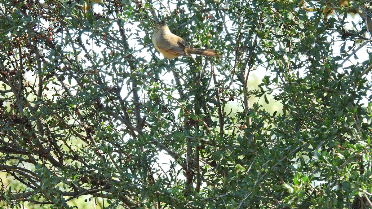 Tufted Tit-Spinetail - ML617935793