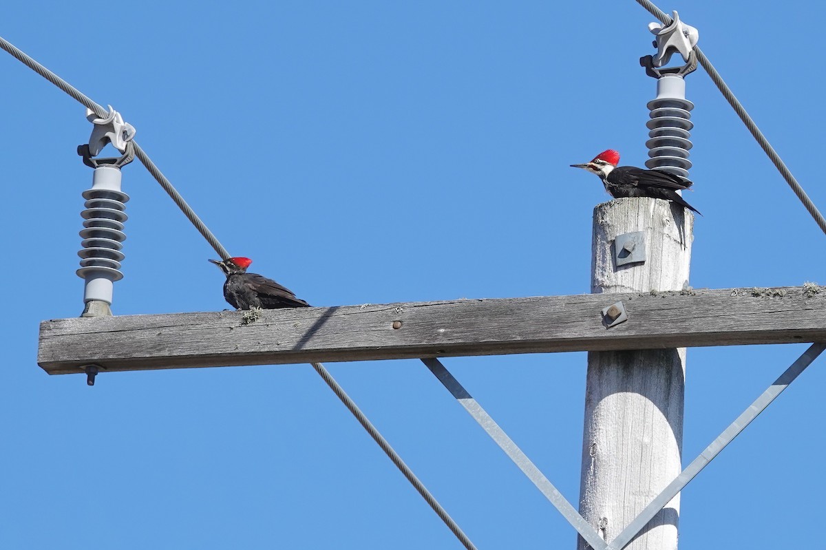 Pileated Woodpecker - ML617935836