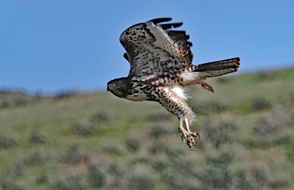 Red-tailed Hawk - ML617935837