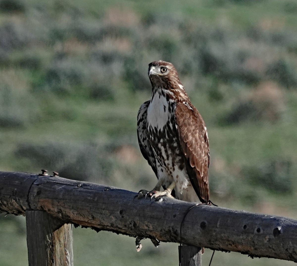 Red-tailed Hawk - Tresa Moulton