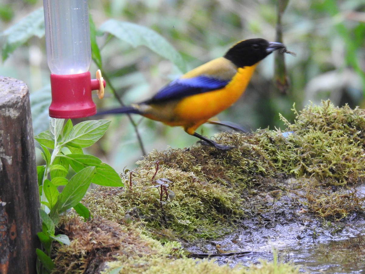 Black-chinned Mountain Tanager - ML617935847