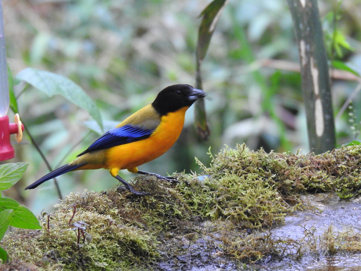 Black-chinned Mountain Tanager - ML617935848