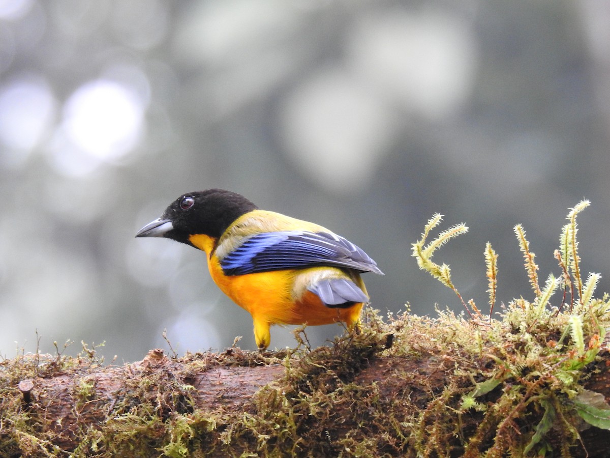 Black-chinned Mountain Tanager - ML617935850