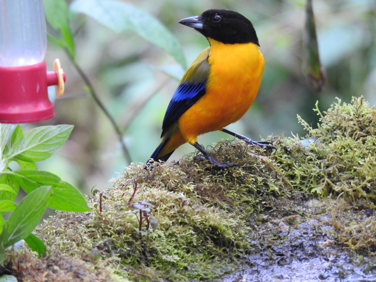 Black-chinned Mountain Tanager - ML617935851