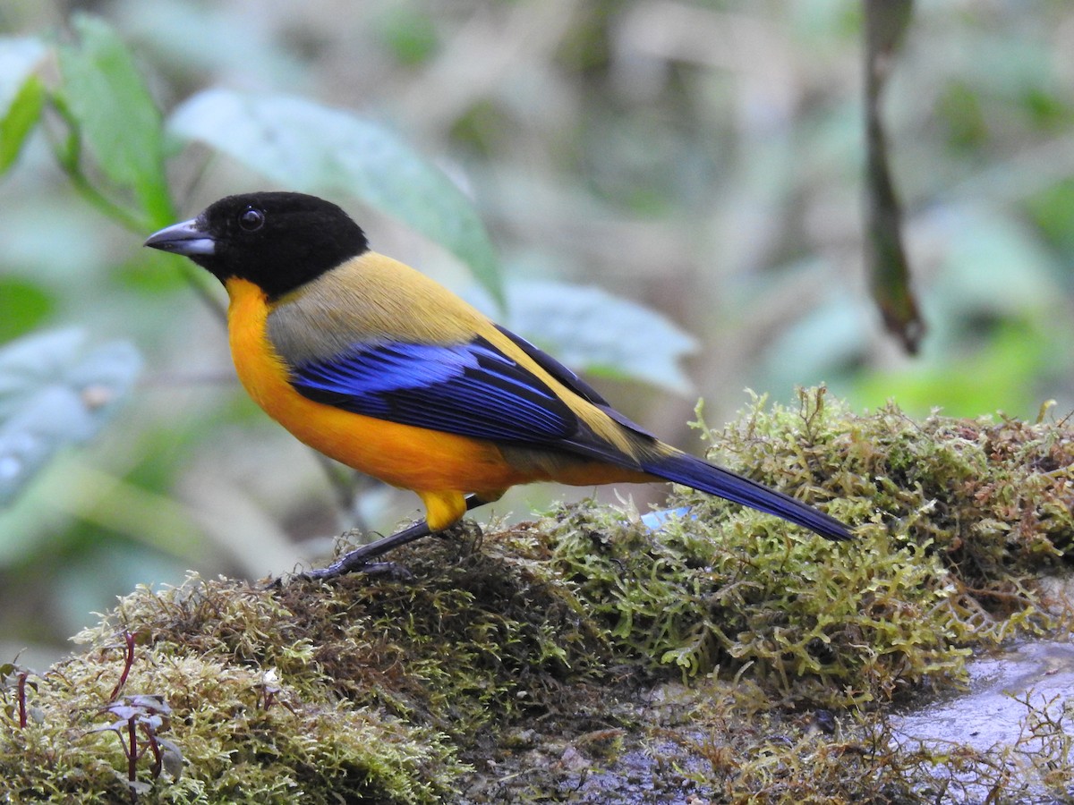 Black-chinned Mountain Tanager - ML617935852