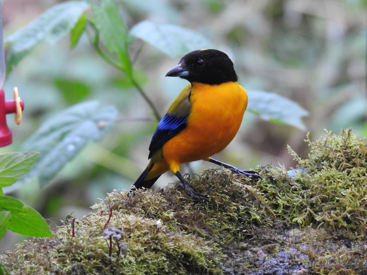 Black-chinned Mountain Tanager - ML617935853