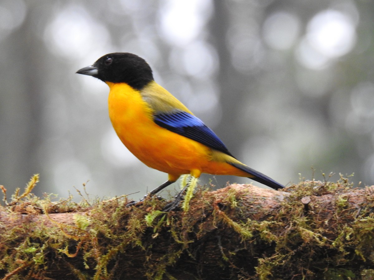 Black-chinned Mountain Tanager - ML617935854