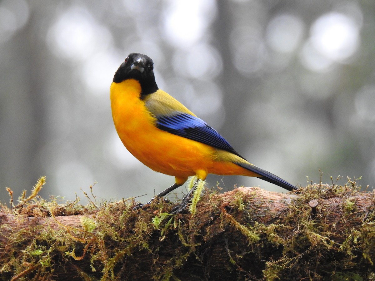 Black-chinned Mountain Tanager - ML617935856