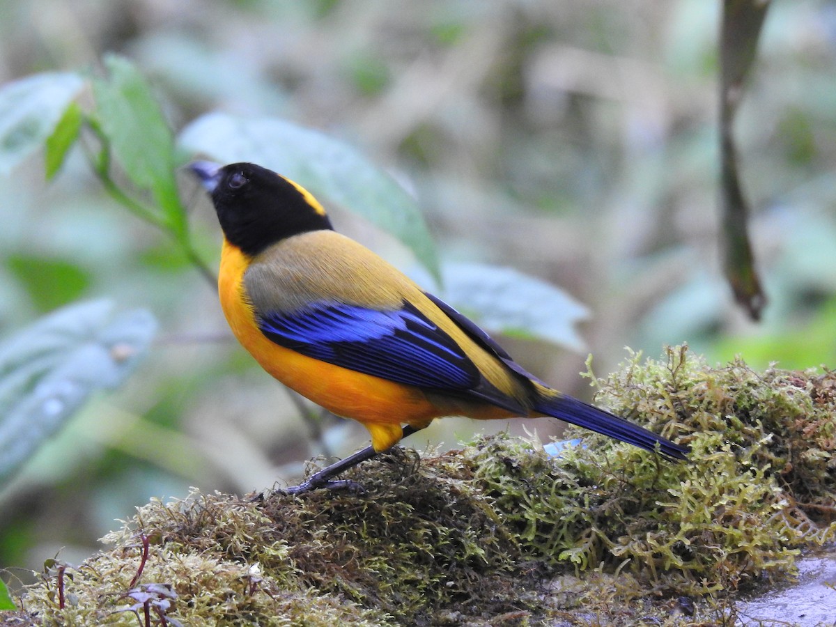 Black-chinned Mountain Tanager - ML617935857