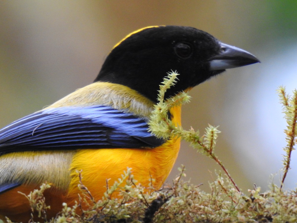 Black-chinned Mountain Tanager - ML617935859