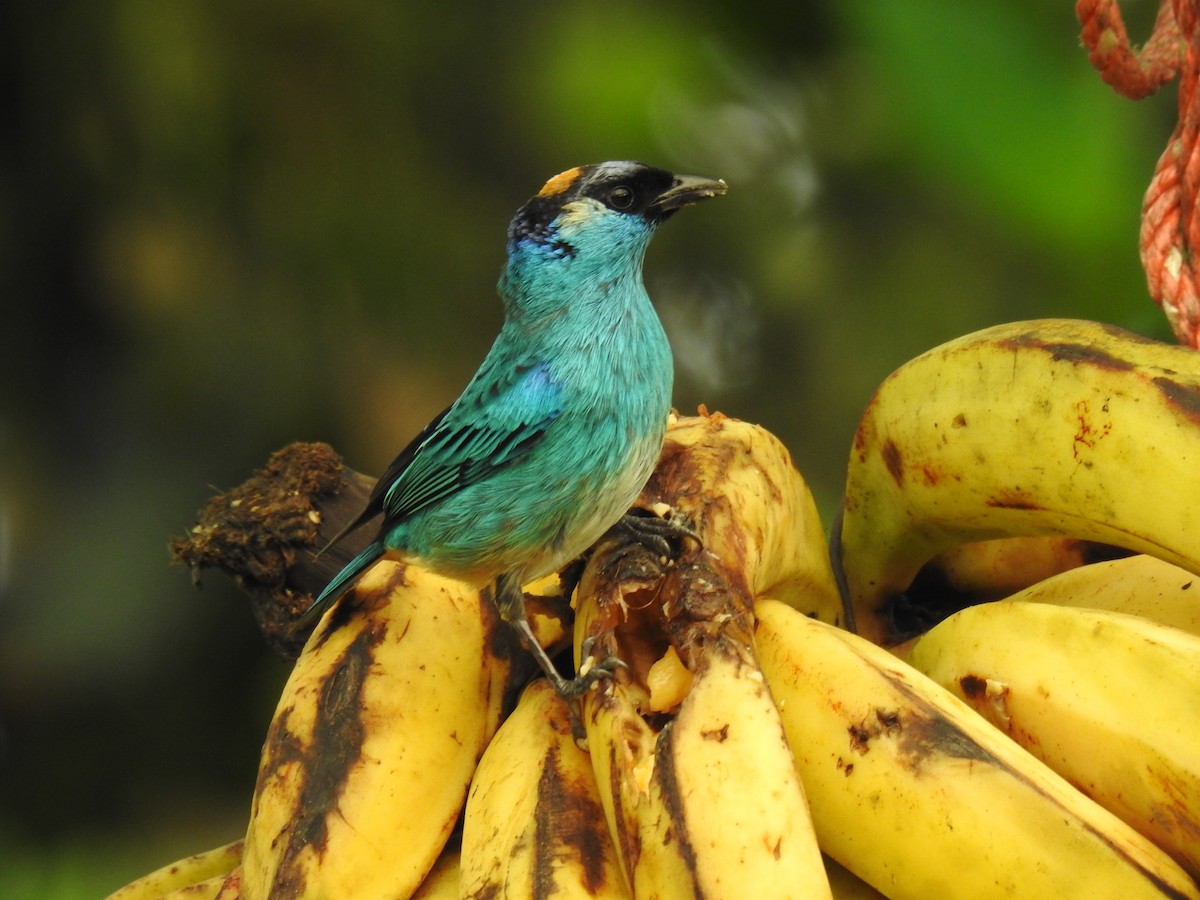 Golden-naped Tanager - ML617935885