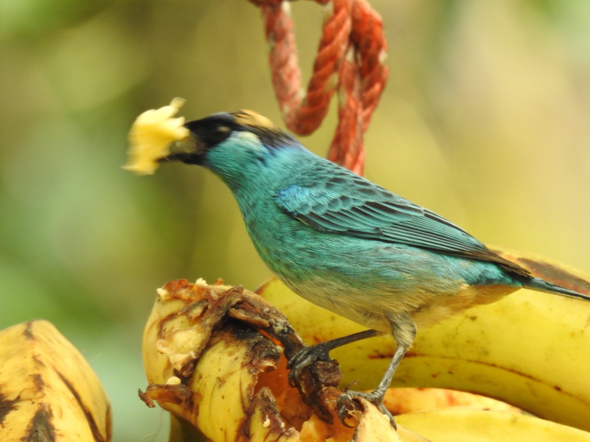 Golden-naped Tanager - ML617935886