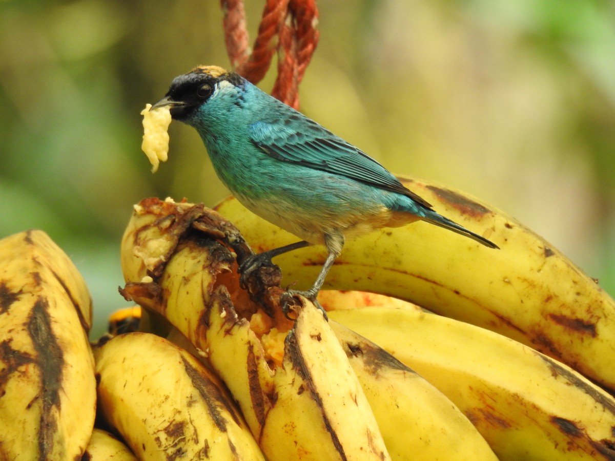 Golden-naped Tanager - ML617935892