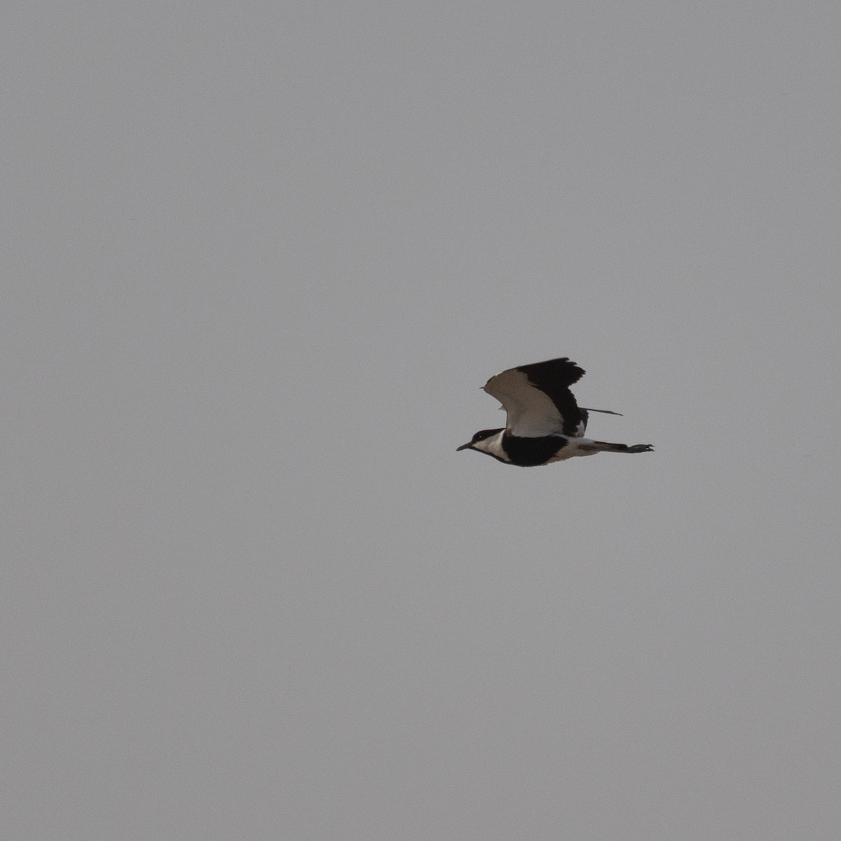 Spur-winged Lapwing - ML617935893