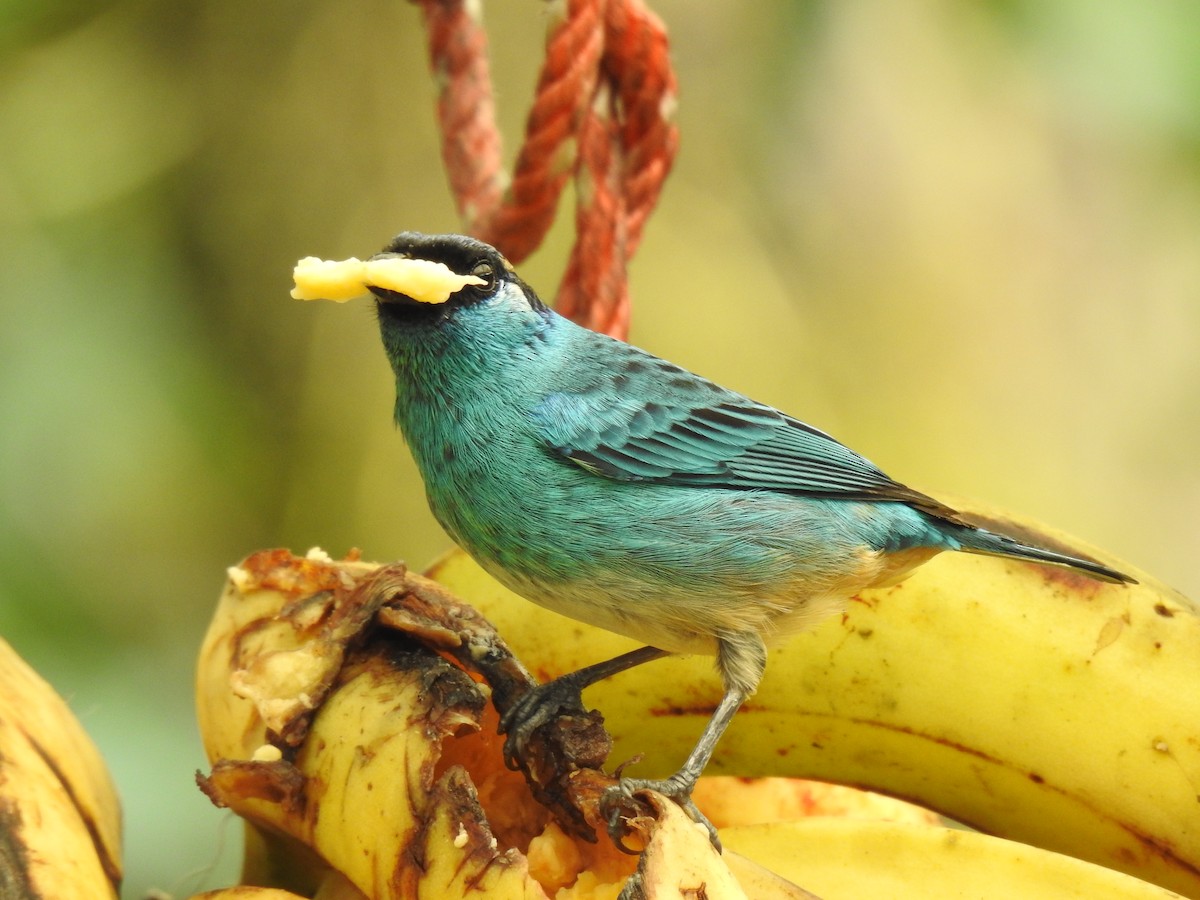 Golden-naped Tanager - ML617935894