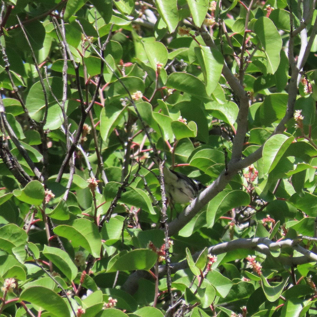 Black-throated Gray Warbler - ML617935901