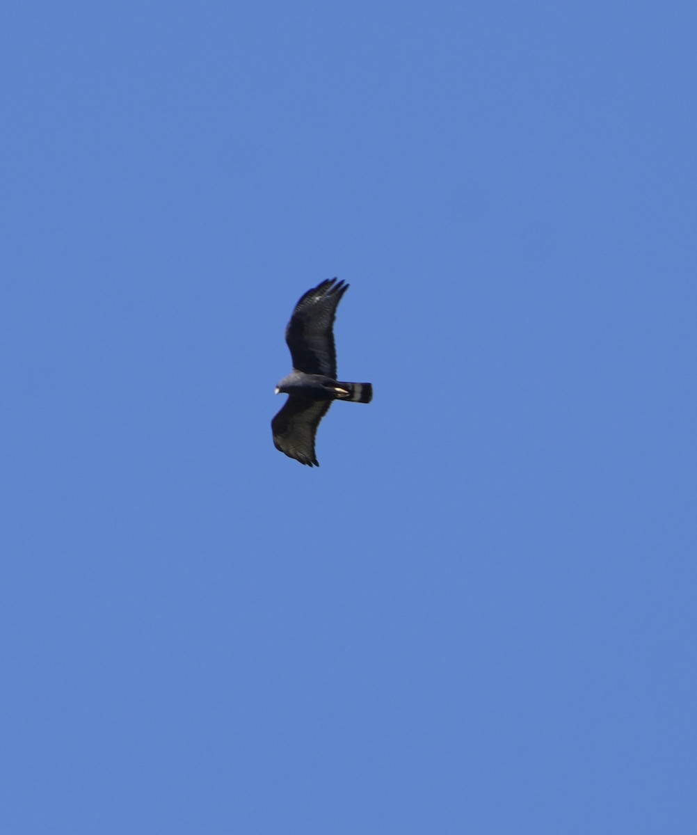 Zone-tailed Hawk - ML617935907