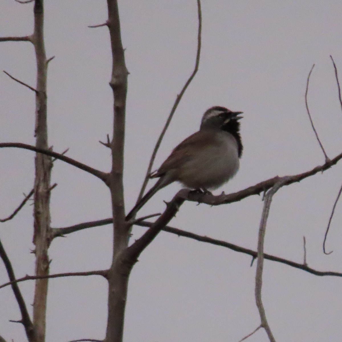 Black-throated Sparrow - ML617935908